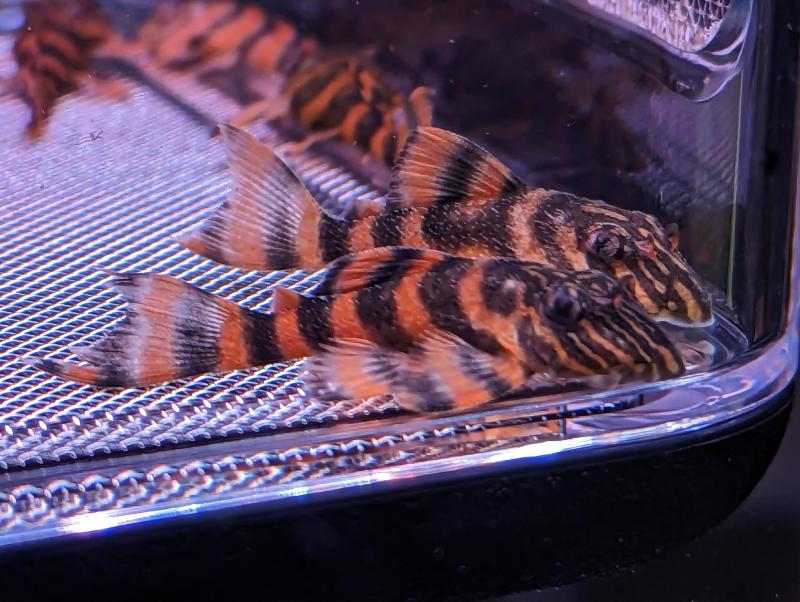 Buy L397 Alenquer Tiger Pleco online in Australia Point Pleco Aquariums